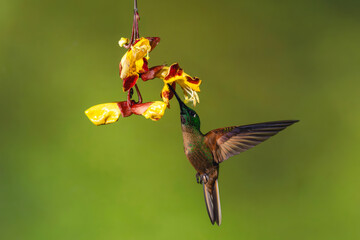 Obraz premium Male fawn-breasted brilliant feeding on Mysore trumpetvine