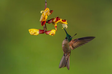Obraz premium Male fawn-breasted brilliant feeds from Mysore trumpetvine