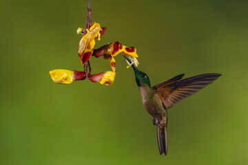 Obraz premium Male fawn-breasted brilliant feeds on Mysore trumpetvine