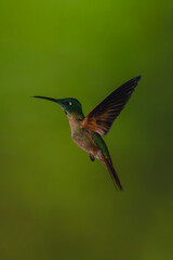 Obraz premium Male fawn-breasted brilliant hovers against bokeh background