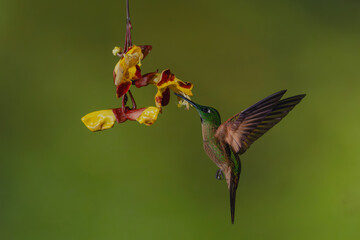 Obraz premium Male fawn-breasted brilliant hovers beside Mysore trumpetvine