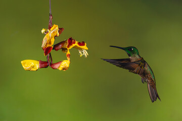 Obraz premium Male fawn-breasted brilliant hovers by Mysore trumpetvine