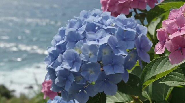 Vibrant pink and blue hydrangea flowers swaying in the wind with a scenic backdrop of the Atlantic Ocean and green mountains in Madeira island