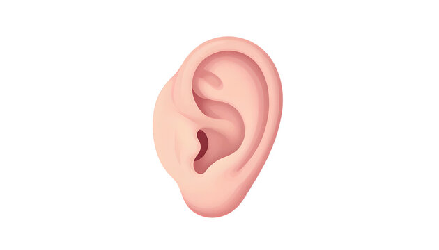 Detailed Human Ear Cross-Section Illustration: Medical Organ Isolated