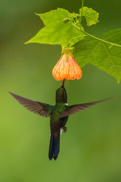 Male gorgeted sunangel hovers drinking from flower