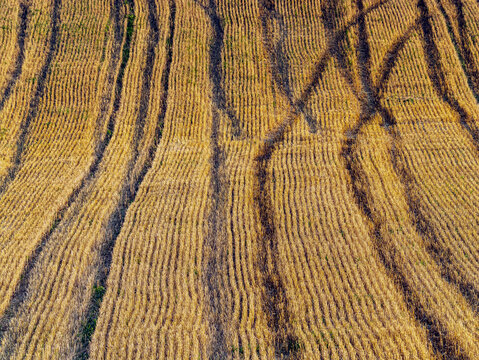 Aerial View of Harvested Wheat Field With Tractor Tracks and Golden Stubble Patterns