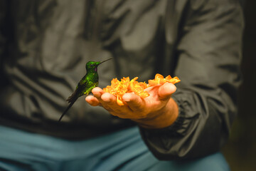 Obraz premium Male green-crowned brilliant with flowers on hand