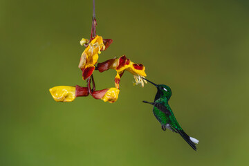 Obraz premium Male purple-bibbed whitetip drinks from Mysore trumpetvine