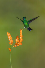Obraz premium Male green-crowned brilliant hovers over orange flower