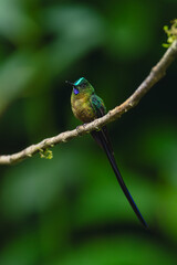 Obraz premium Male long-tailed sylph watches camera from branch