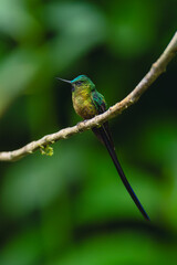 Obraz premium Male long-tailed sylph in profile on branch