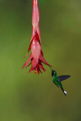 Obraz premium Male purple-bibbed whitetip drinks from red flower