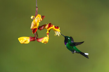 Fototapeta premium Male purple-bibbed whitetip feeds on Mysore trumpetvine