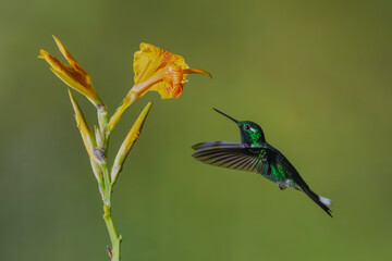 Fototapeta premium Male purple-bibbed whitetip flies towards yellow flower
