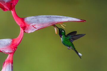 Fototapeta premium Male purple-bibbed whitetip hovers drinking below heliconia