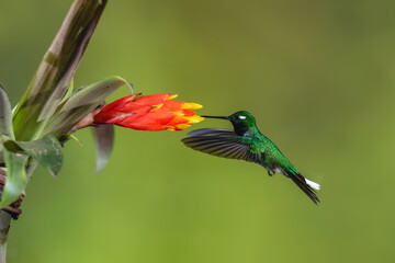 Fototapeta premium Male purple-bibbed whitetip hovers drinking from flower