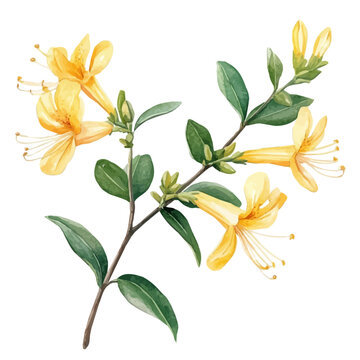 Honeysuckle Branch, vibrant watercolor vector illustration with flowing and detailed brush strokes, isolated on a white background.