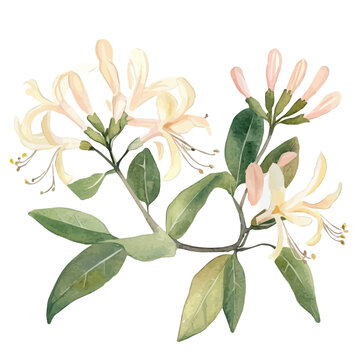 Honeysuckle Branch, charming watercolor vector with soft tones and graceful design, isolated on a white background.