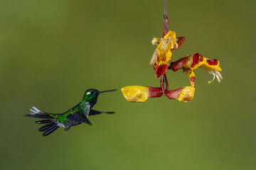 Fototapeta premium Male purple-bibbed whitetip hovers near Mysore trumpetvine