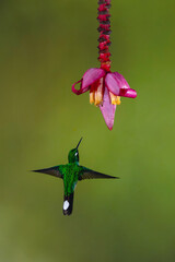 Fototapeta premium Male purple-bibbed whitetip hovers under banana flower
