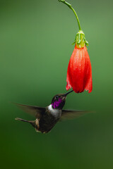 Fototapeta premium Male purple-throated woodstar hovers below red flower
