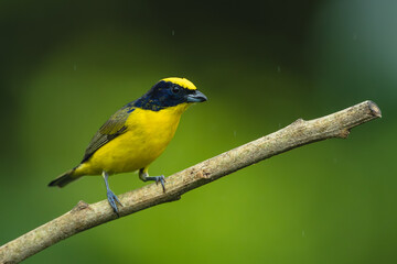 Fototapeta premium Male thick-billed euphonia watches camera from branch
