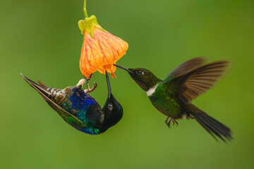 Fototapeta premium Male velvet-purple coronet and gorgeted sunangel drinking