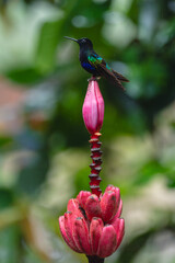 Fototapeta premium Male velvet-purple coronet atop banana flower bud