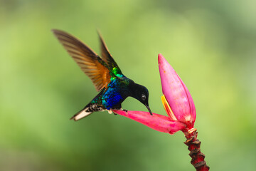 Fototapeta premium Male velvet-purple coronet drinks from banana flower