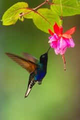 Fototapeta premium Male velvet-purple coronet drinks from purple flower