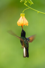 Fototapeta premium Male velvet-purple coronet feeds on pink-and-orange flower