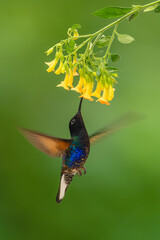 Fototapeta premium Male velvet-purple coronet feeds from yellow flower