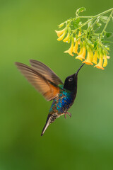 Fototapeta premium Male velvet-purple coronet feeds on yellow flowers