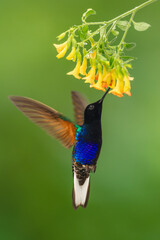 Fototapeta premium Male velvet-purple coronet drinks from yellow flowers