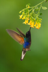 Fototapeta premium Male velvet-purple coronet feeds on yellow flower