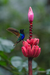 Fototapeta premium Male velvet-purple coronet flaps wings on flower