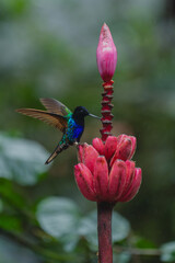 Fototapeta premium Male velvet-purple coronet halfway up banana flower