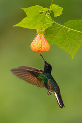 Fototapeta premium Male velvet-purple coronet flutters drinking from flower