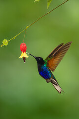 Obraz premium Male velvet-purple coronet raises wings licking flower