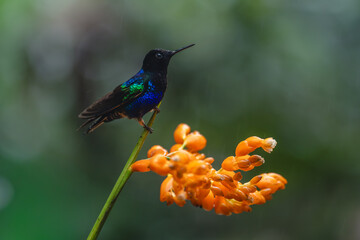 Obraz premium Male velvet-purple coronet perches on orange flower
