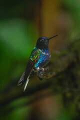 Fototapeta premium Male velvet-purple coronet on branch in rain