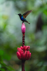 Fototapeta premium Male velvet-purple coronet raises wings on flower