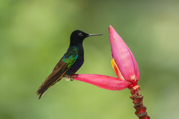 Fototapeta premium Male velvet-purple coronet on flower in profile