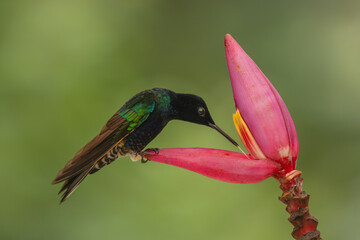 Fototapeta premium Male velvet-purple coronet perches drinking from flower