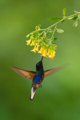 Fototapeta premium Male velvet-purple coronet spreads wings under flower