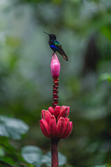 Fototapeta premium Male velvet-purple coronet raises beak on flower