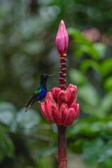 Fototapeta premium Male velvet-purple coronet on pink banana flower