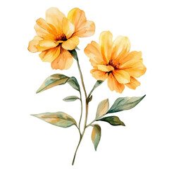 Obraz premium Marigold Branch, vibrant watercolor vector illustration with flowing and detailed brush strokes, isolated on a white background.
