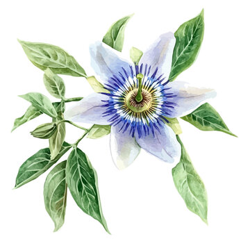 watercolor of Passion Flower Branch graphic, isolated on a white background.