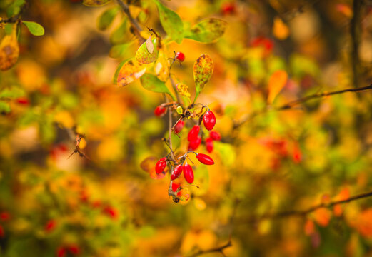 Close up of red barberry berries on a branch with colorful early autumn leaves bokeh background